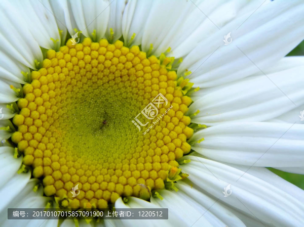 白色的雛菊花