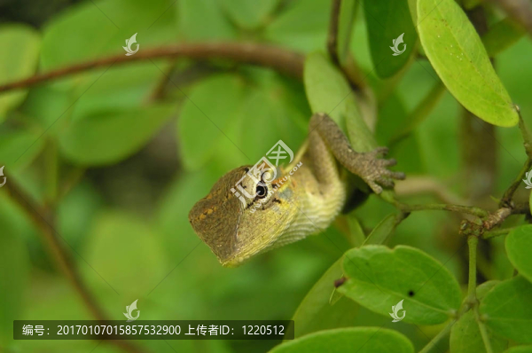 蜥蜴