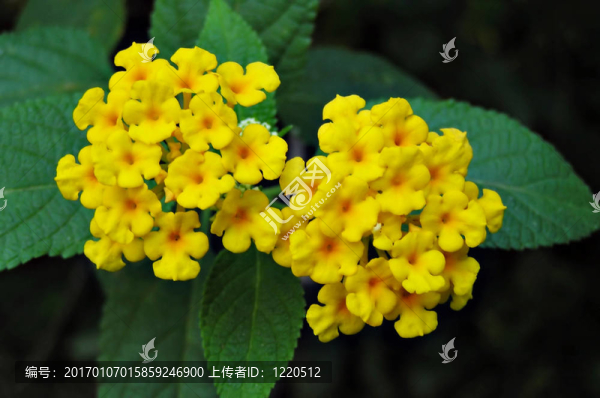 黃色的花