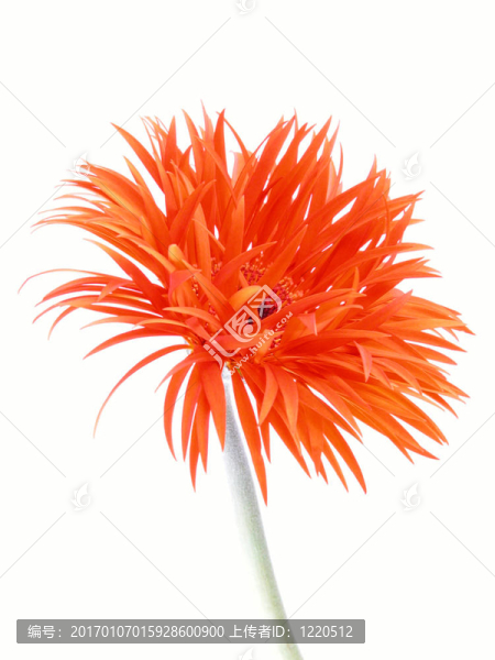 漂亮的非洲菊