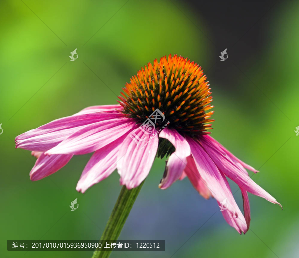 松果菊