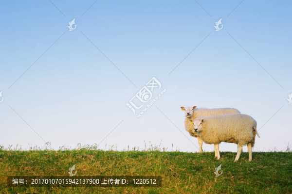 兩只羊的姿勢(shì)