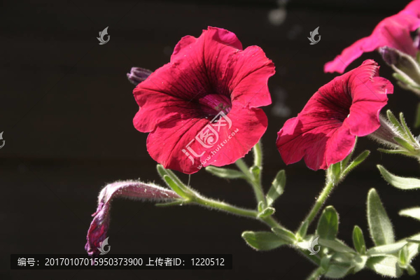 矮牽牛