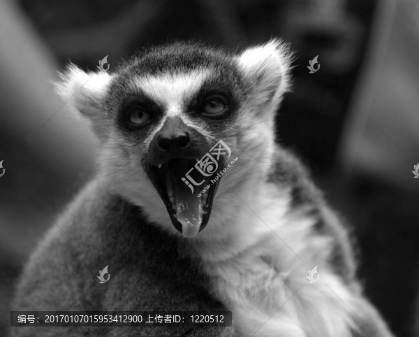 狐猴