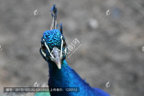 孔雀