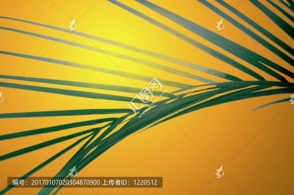 空白1frond在太陽