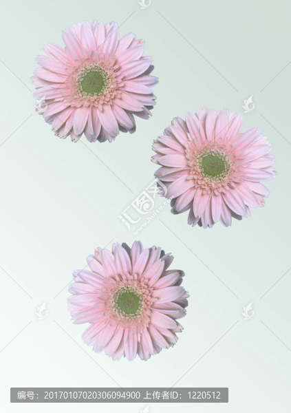 三Gerbera,Daisy
