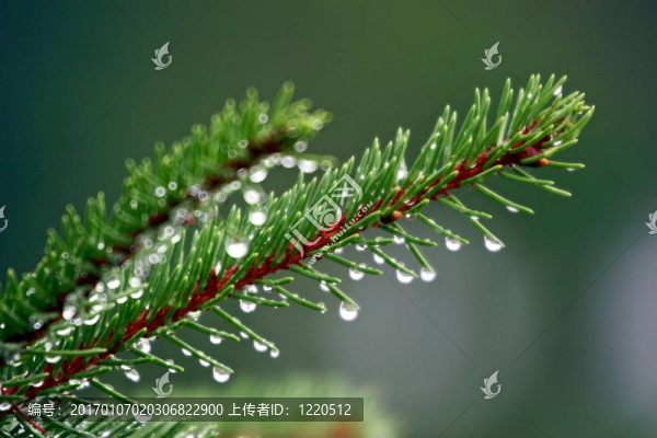 早晨的露水