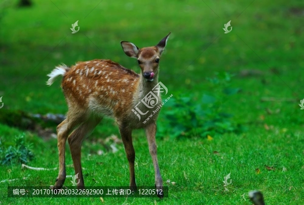 奔跑中的年輕鹿