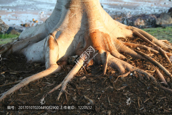 樹的根