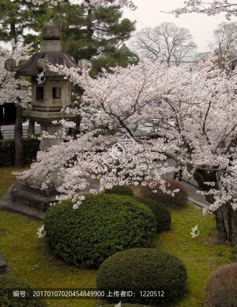 春天的日本花園