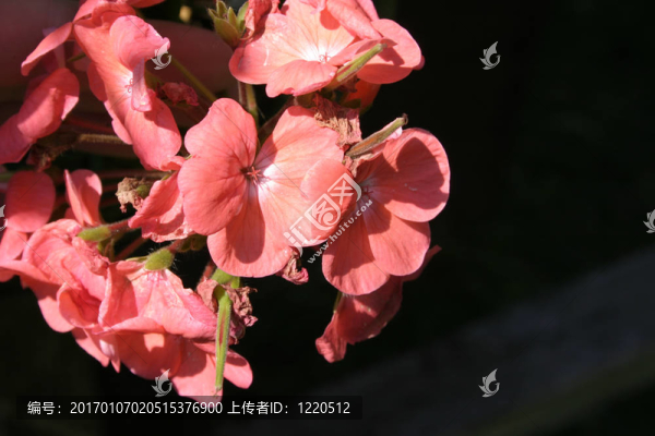 天竺葵