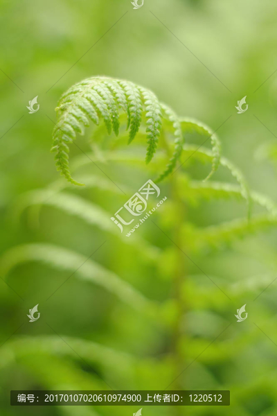 蕨類植物的葉子