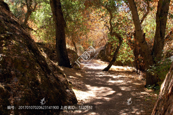 山上的小路