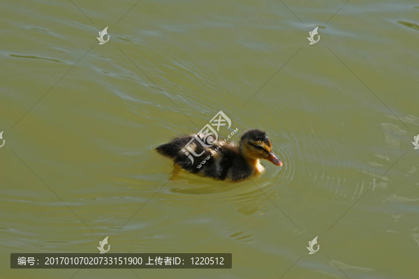 小野鴨的獨(dú)奏