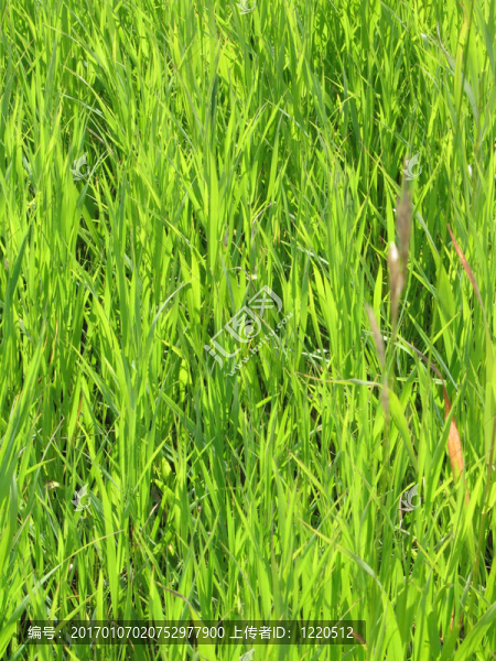 草綠色的背景