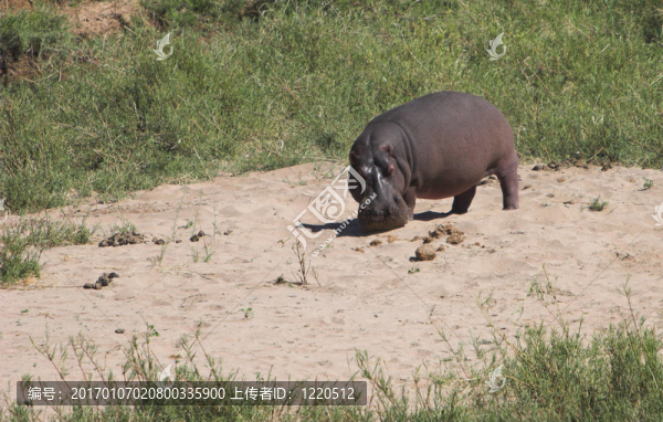 河馬