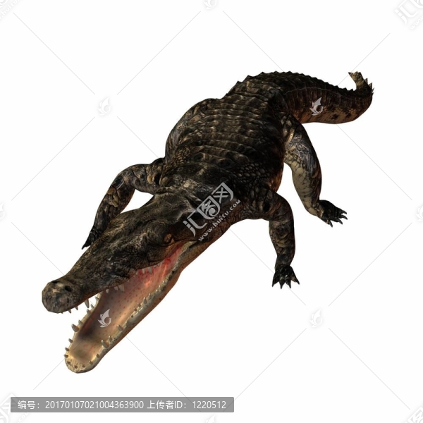 鱷魚