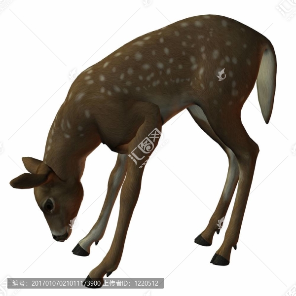 小鹿