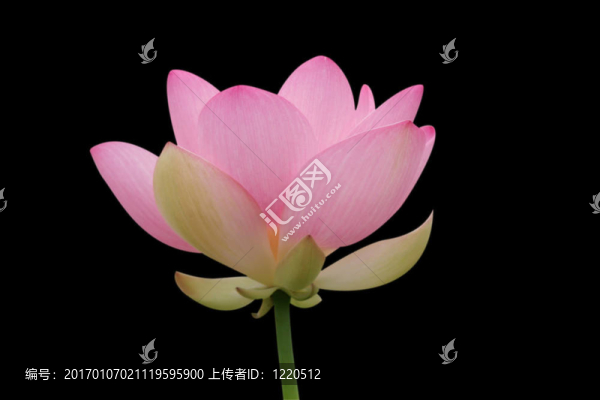 粉紅的黑蓮花