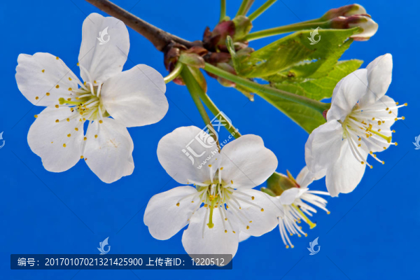 櫻桃之花
