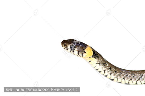 草蛇