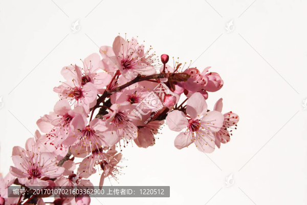 開花
