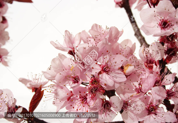 開花