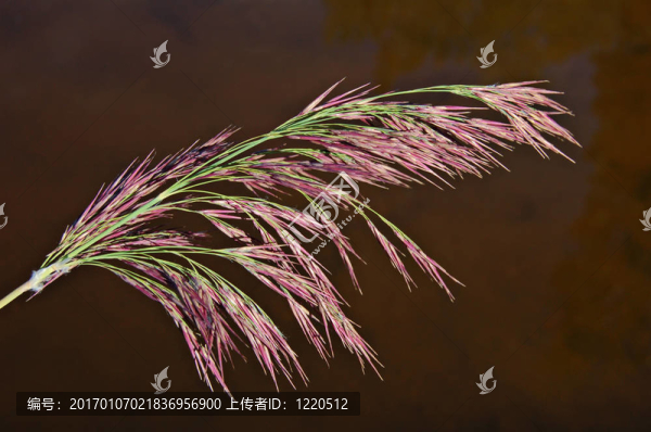 蘆頭-匯圖網(wǎng) www.fosd68.com 蘆頭