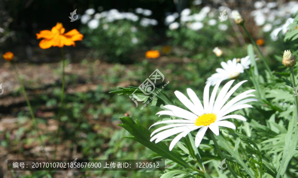Shasta的雛菊