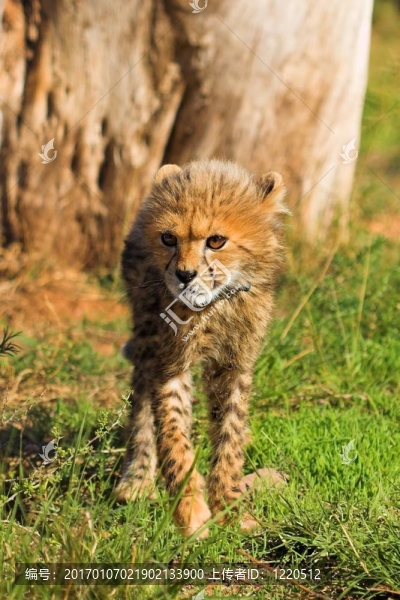 獵豹幼崽