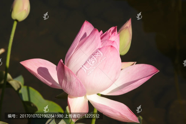 粉紅水百合淺田