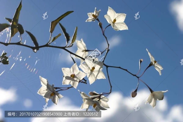 白色的花