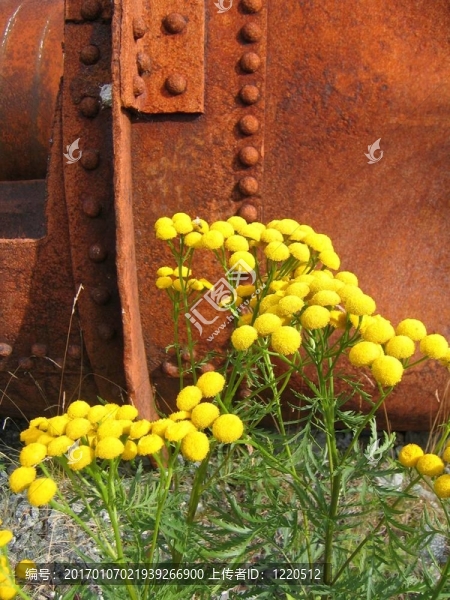 銹花