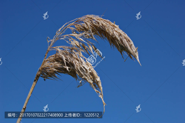 死reedhead