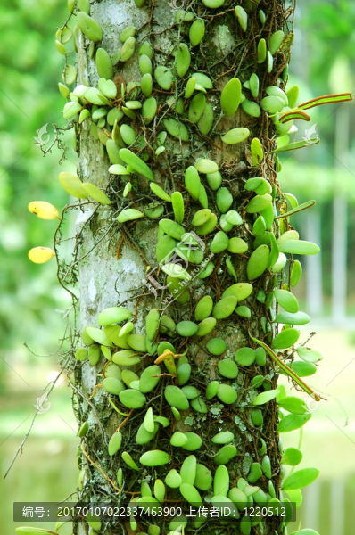 寄生植物