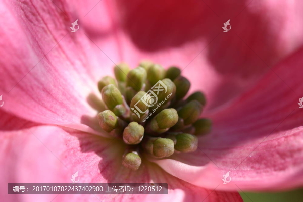 山茱萸佛羅里達(dá)