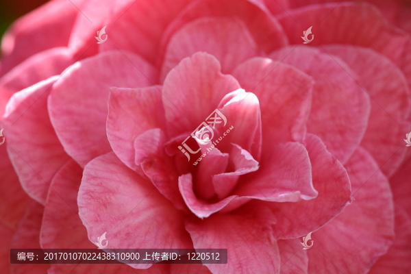 粉色的茶花