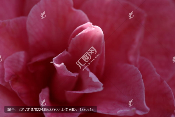 該亞種