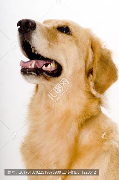 金retreiver