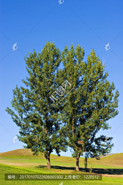 雙胞胎