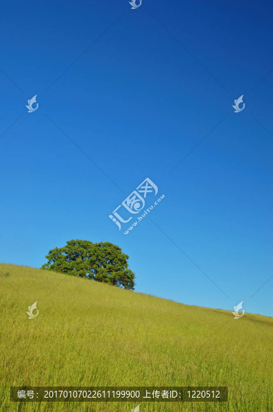 嫩綠的春天的風(fēng)景