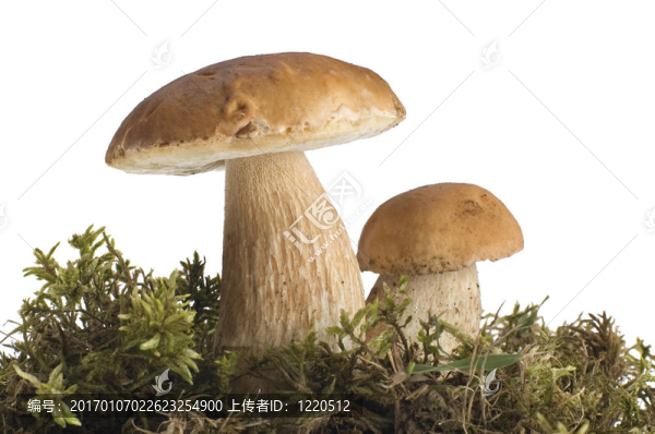 蘑菇