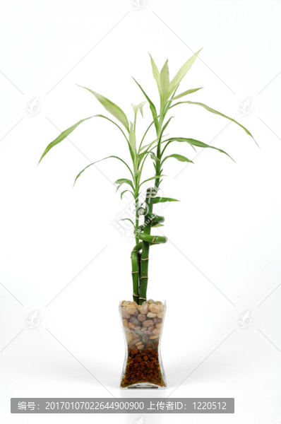 竹