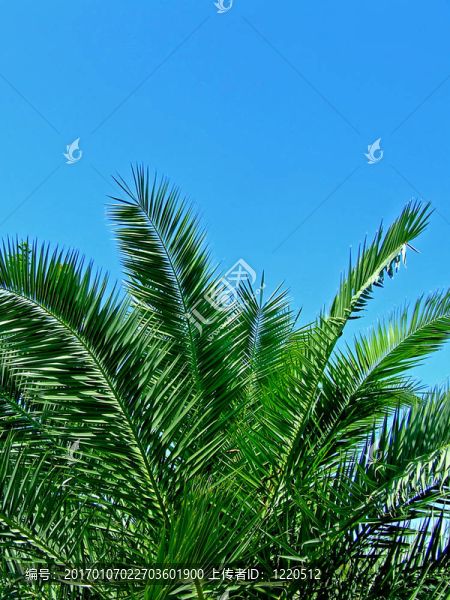棕櫚樹(shù)