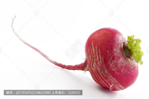 蘿卜心