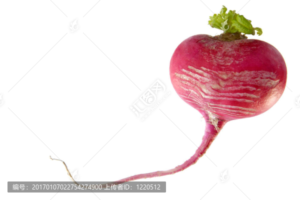 蘿卜心