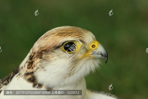 獵鷹