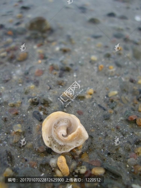 破碎的殼