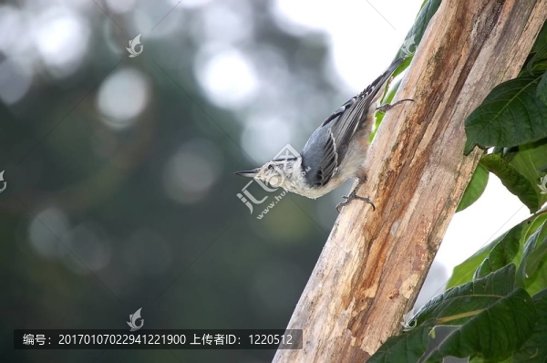 鳾